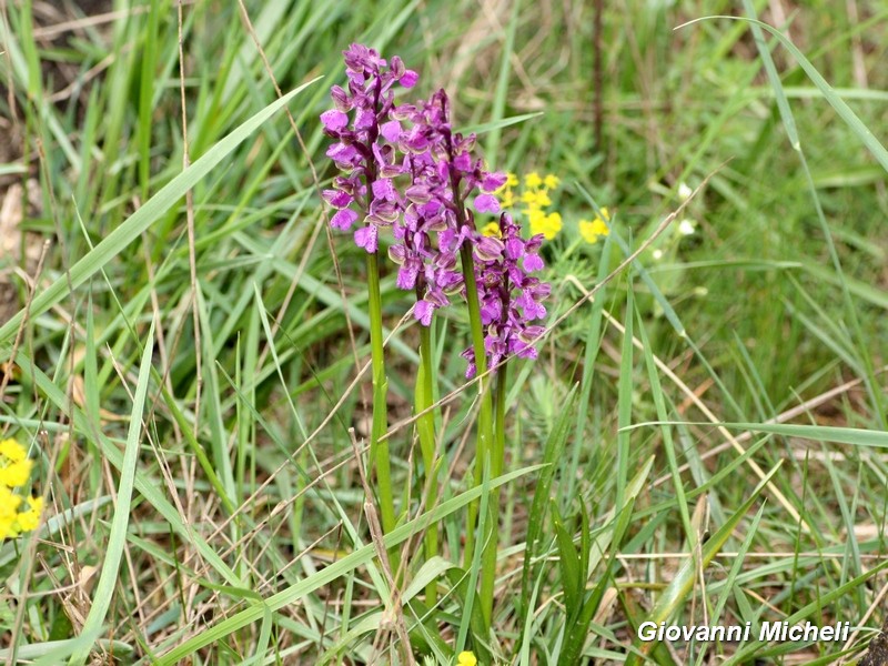 Anacamptis morio